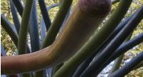 Spore2