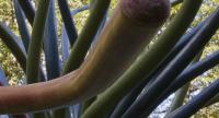 Spore2